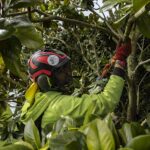 Identifying and Treating Common Tree Diseases with Arborists